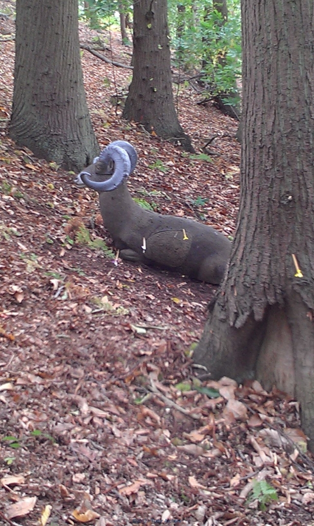 Our field shooting target